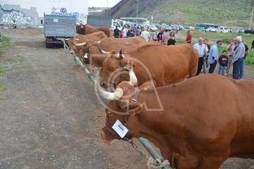 La feria de ganado, atractivo principal de la jornada matutina en Jinámar (Foto Antonio Alí y Francisco Javier Santana)